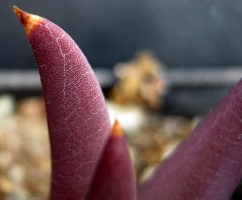 Glottiphyllum parvifolium