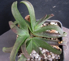 Glottiphyllum sp.GM342