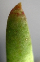 Glottiphyllum sp.Soetendalspoort
