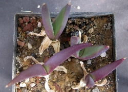 Glottiphyllum sp.Swartrivier