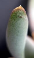 Glottiphyllum suave