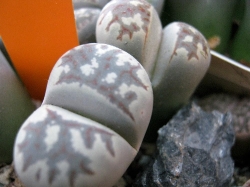 Lithops dorotheae cv. zorro