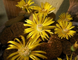 Lithops lesliei albiflora