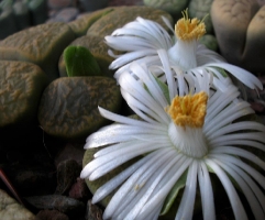 Lithops lesliei albinica in fiore