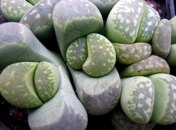lithops marmorata polepski-smaragd