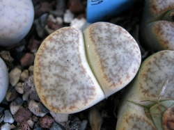 Lithops pseudotruncatella alpina