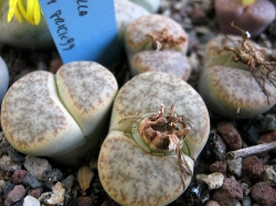 Lithops pseudotruncatella alpina
