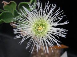 Mesembryanthemum barkly
