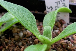 Mesembryanthemum barkly