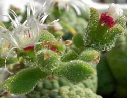 Mesembryanthemum cristallinum