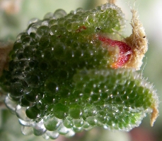 Mesembryanthemum cristallinum