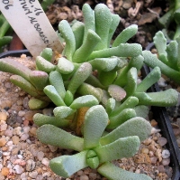 Stomatium alboroseum