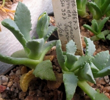 Stomatium pyrodorum