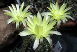Echinopsis H04