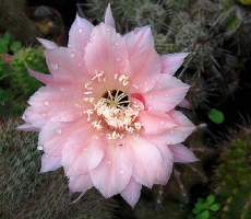 Echinopsis rosata