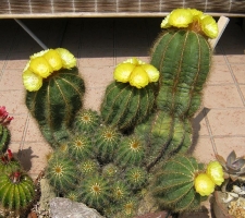 Notocactus magnificus