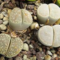 Lithops amicorum