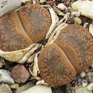 Lithops aucampiae