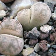 Lithops coleorum