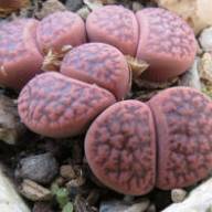 Lithops hookeri 'Red Planet'