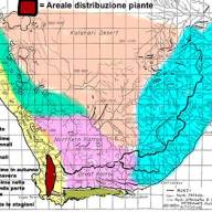 Il Genere Aethephyllum